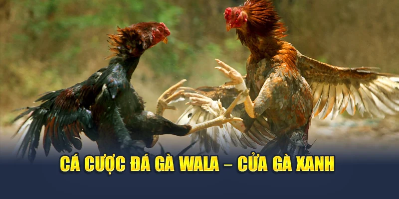 Cá cược đá gà Wala – cửa gà xanh